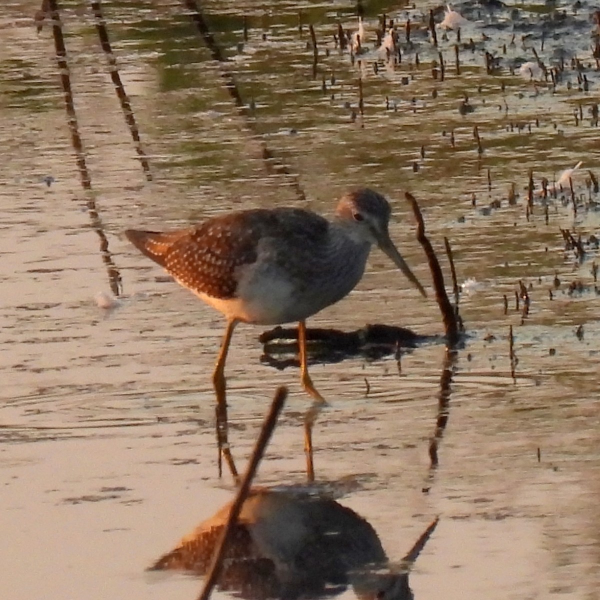 Lesser Yellowlegs - ML623658141