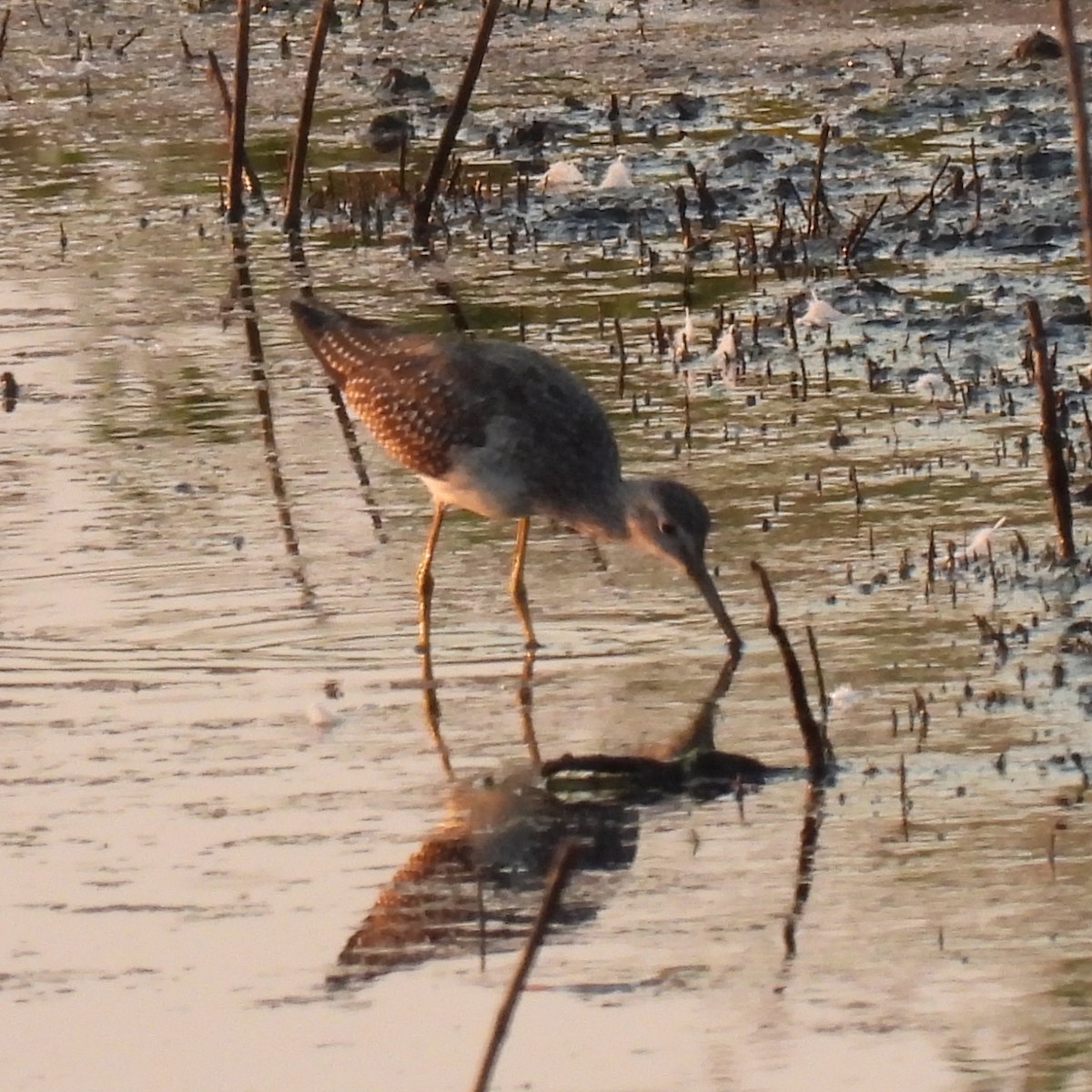 Lesser Yellowlegs - ML623658142