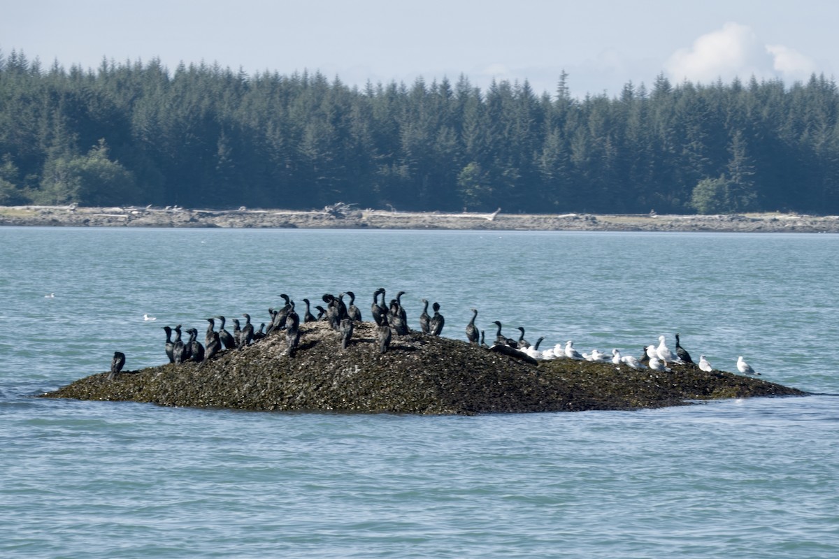 Pelagic Cormorant - ML623658152