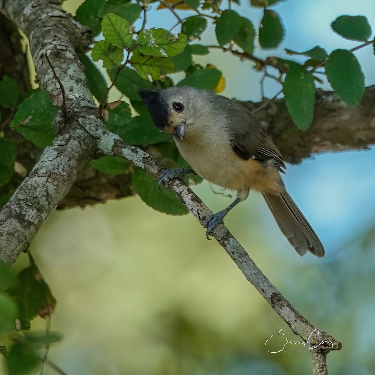 Mésange à plumet noir - ML623658167