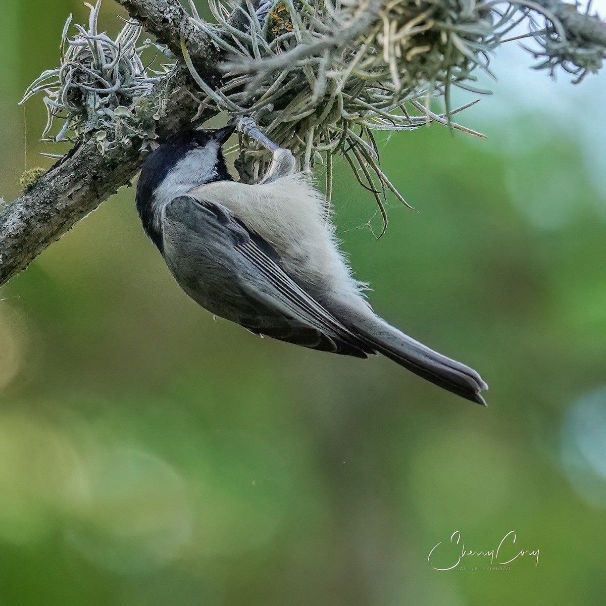 Carolina Chickadee - ML623658169