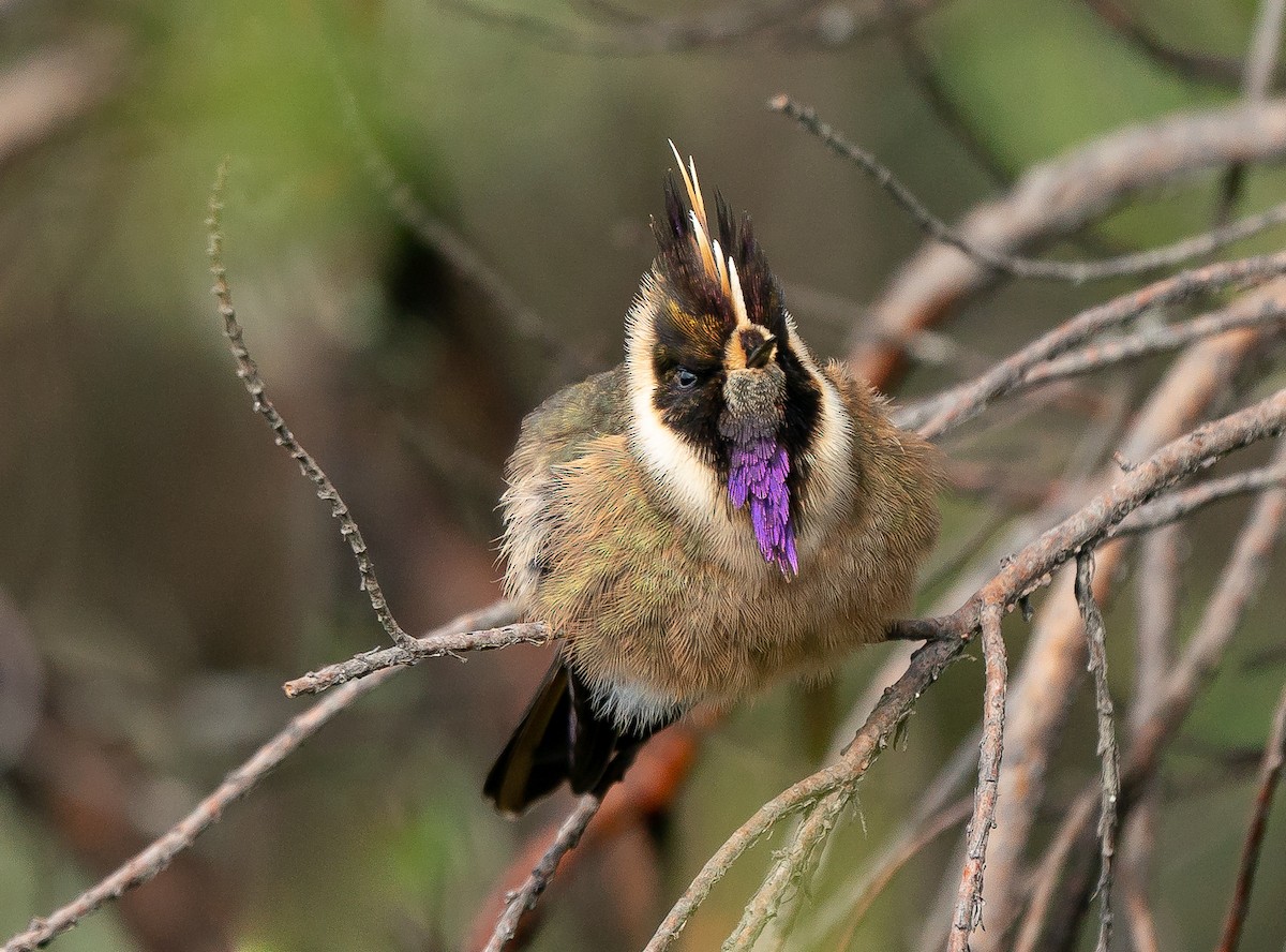 Buffy Helmetcrest - ML623658175