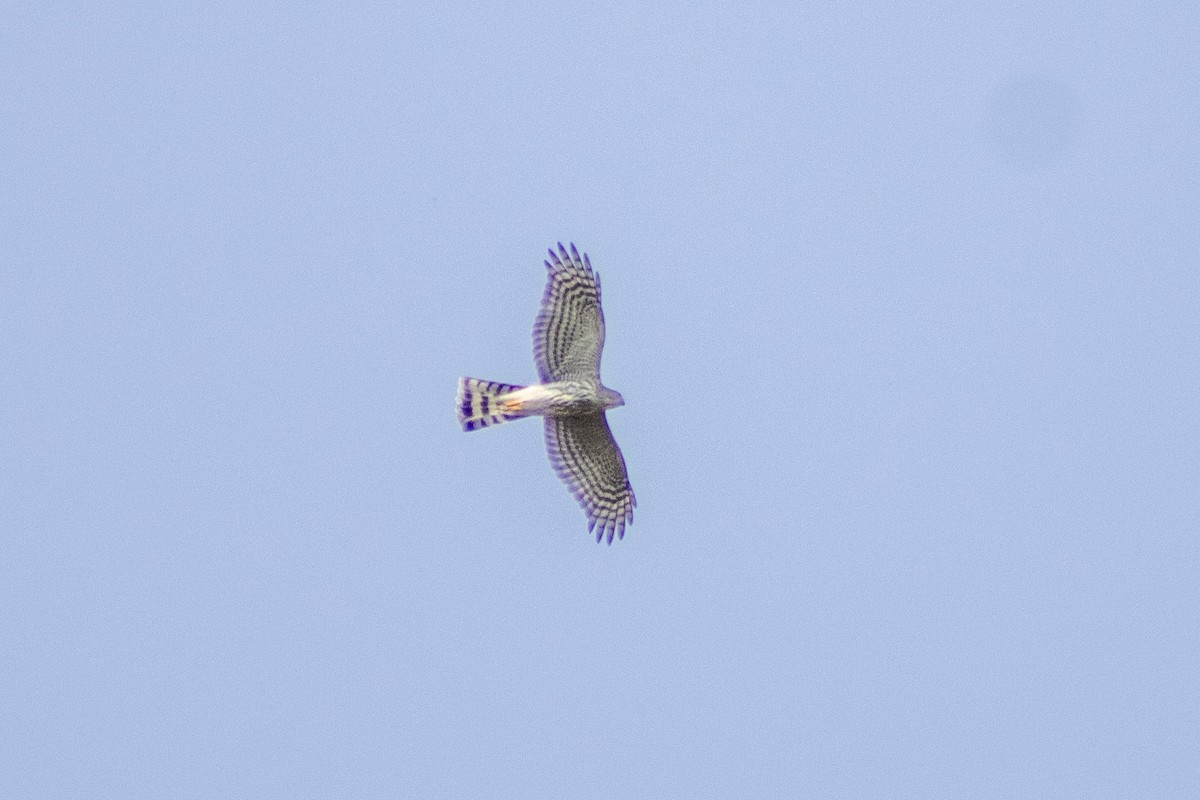 Sharp-shinned Hawk - ML623658272