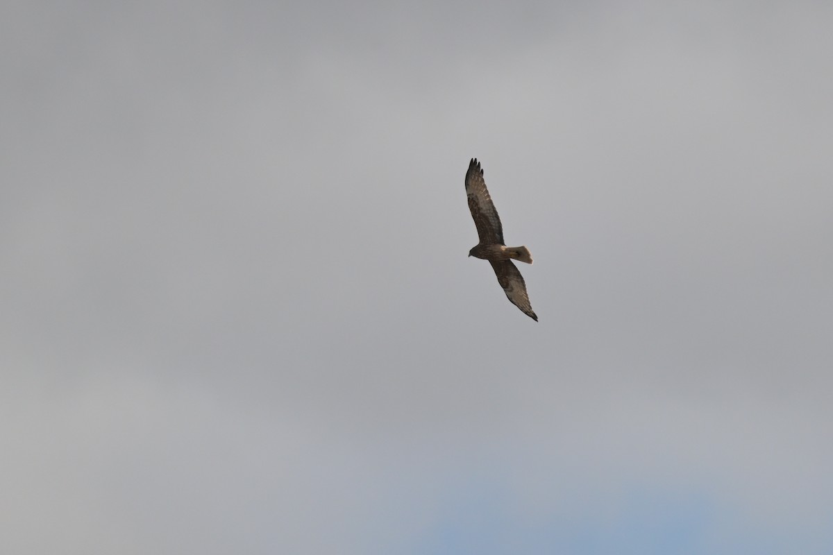 Swamp Harrier - ML623658344