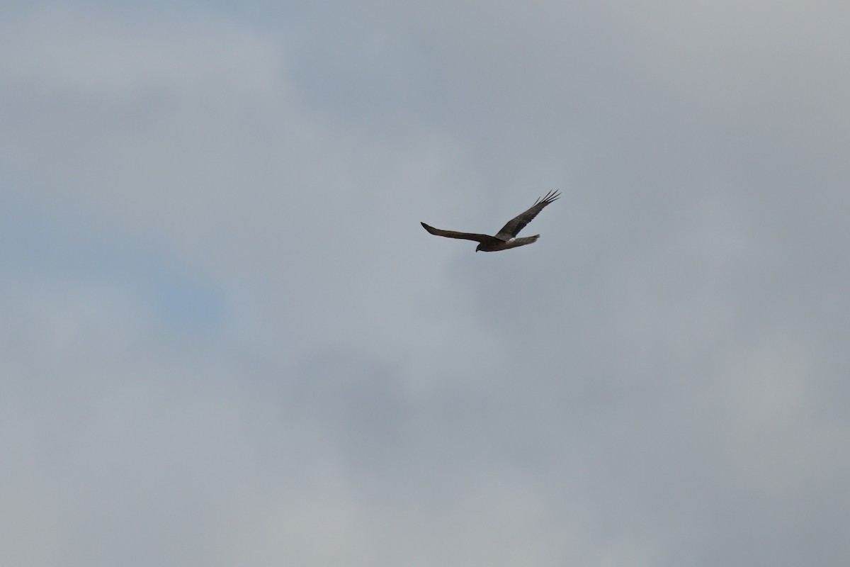 Swamp Harrier - ML623658346