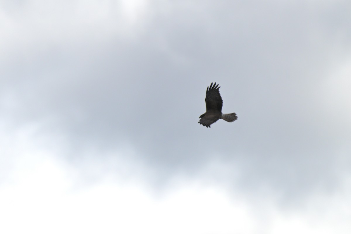 Swamp Harrier - ML623658348