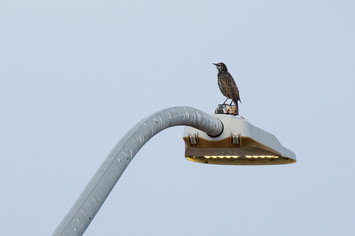 European Starling - Andrea C