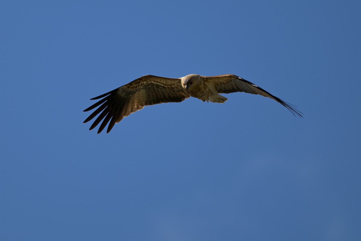 Whistling Kite - ML623658350