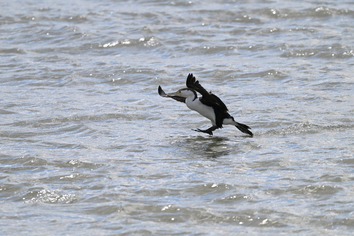 Pied Cormorant - ML623658368