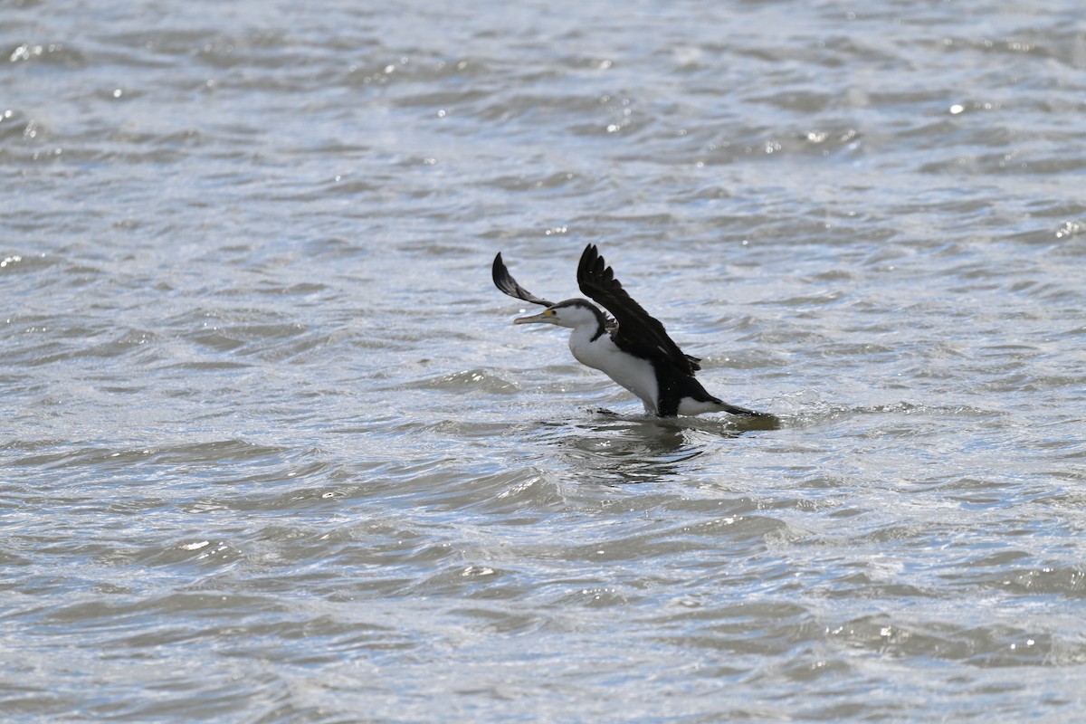 Pied Cormorant - ML623658370