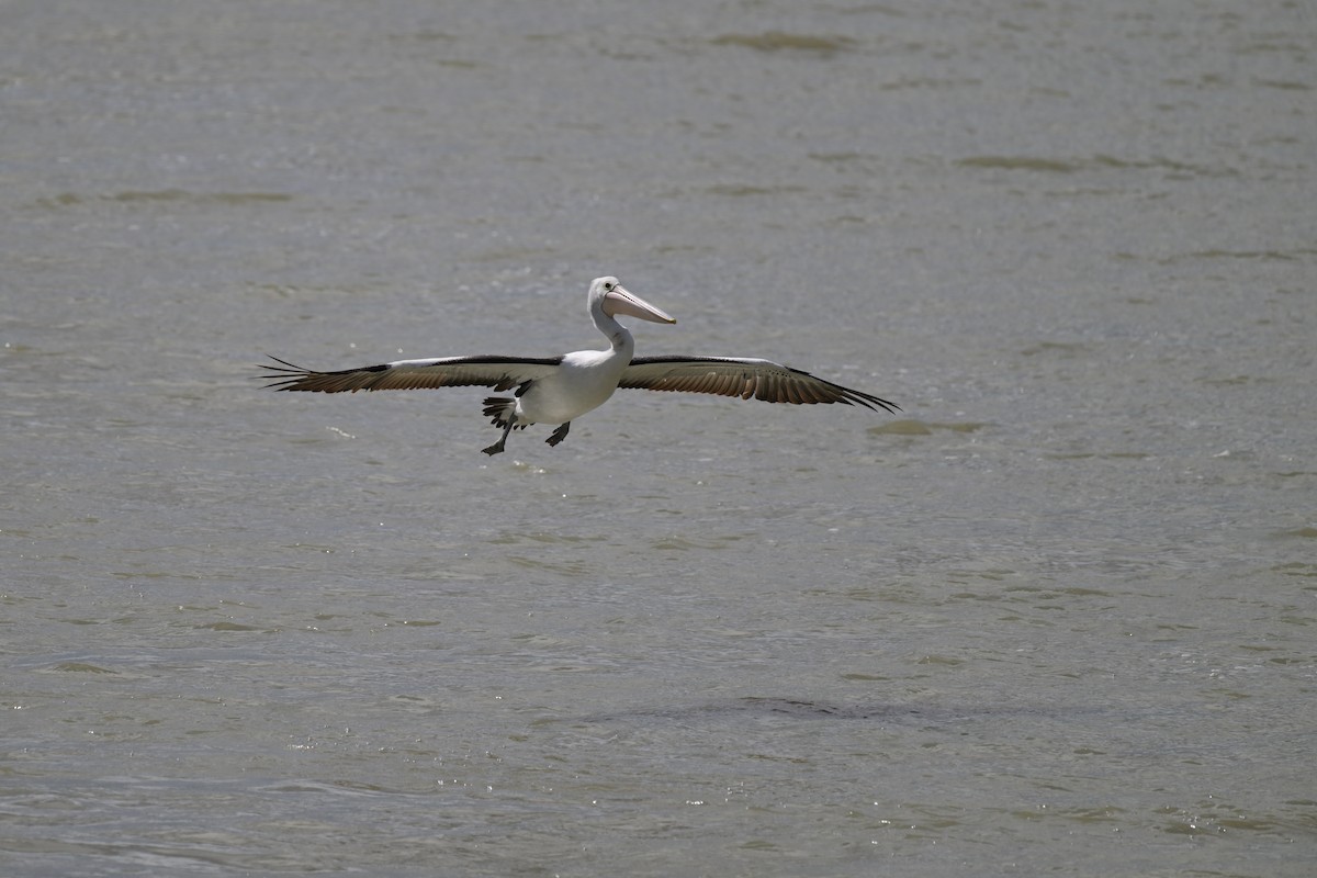 Australian Pelican - ML623658375