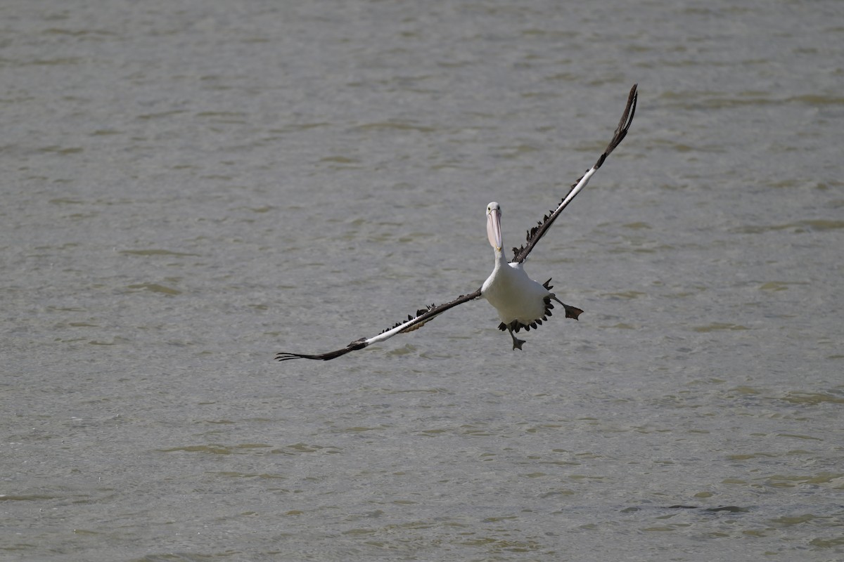 Australian Pelican - ML623658376