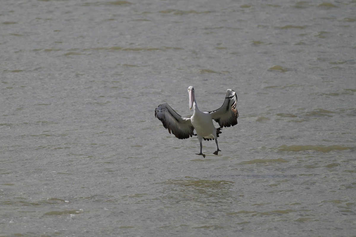 Australian Pelican - ML623658377