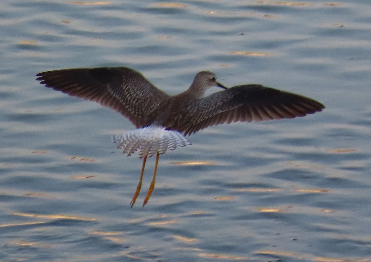 gulbeinsnipe - ML623658378