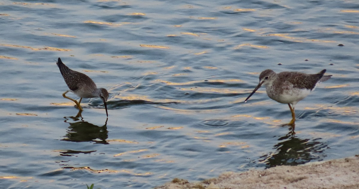 gulbeinsnipe - ML623658379