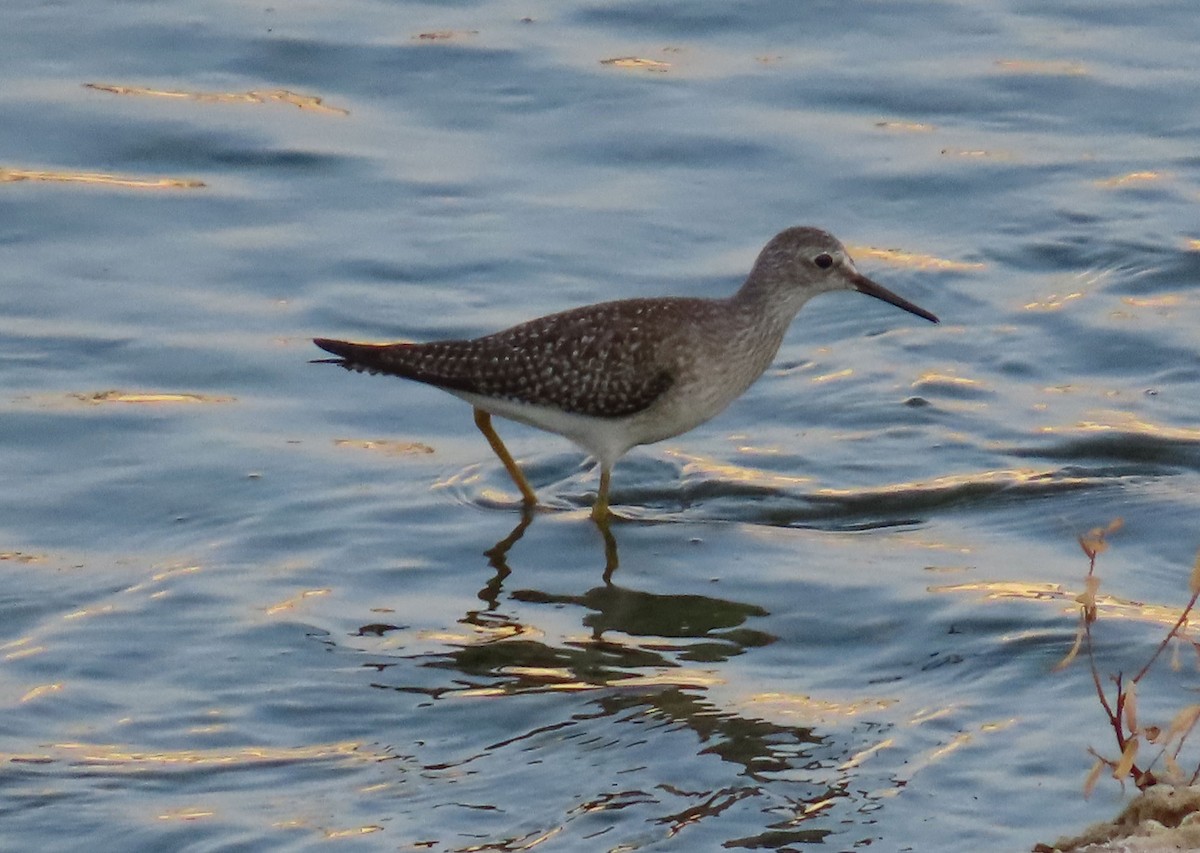 gulbeinsnipe - ML623658380