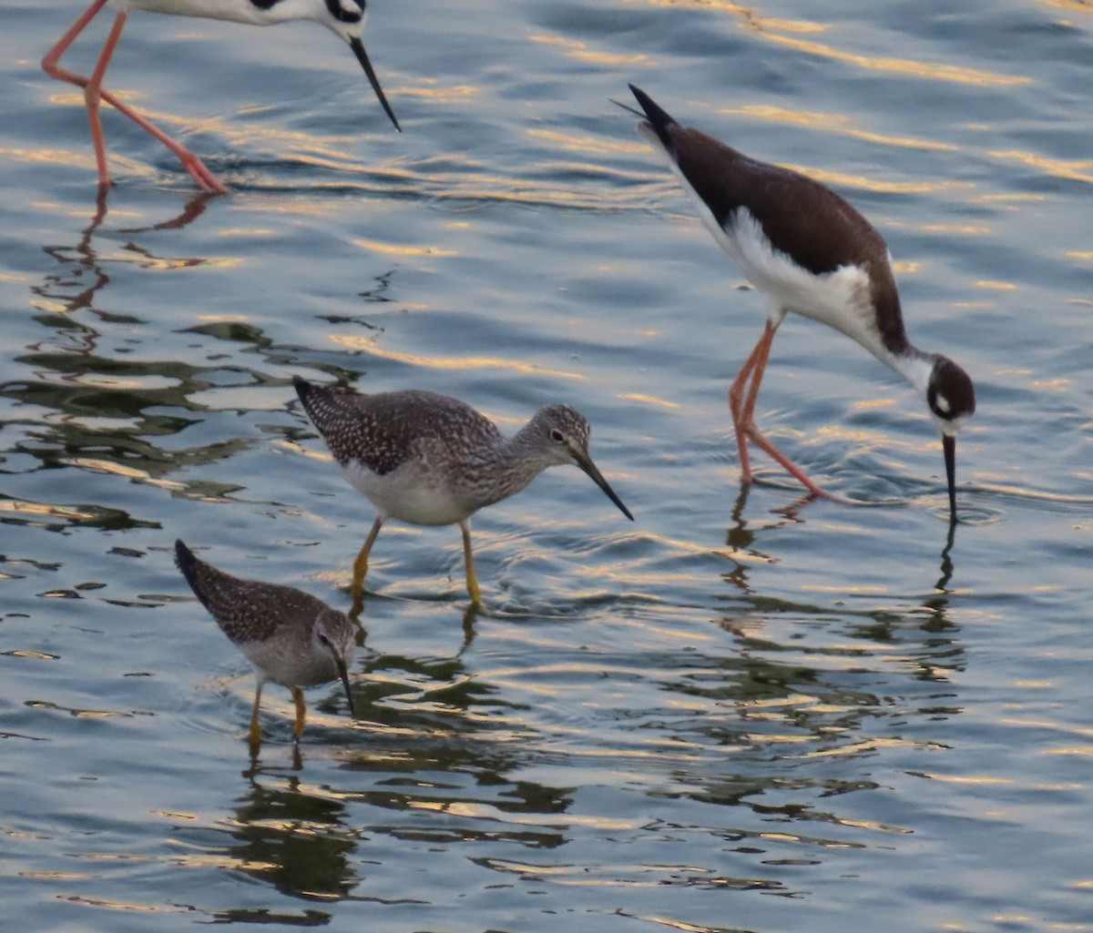 gulbeinsnipe - ML623658381