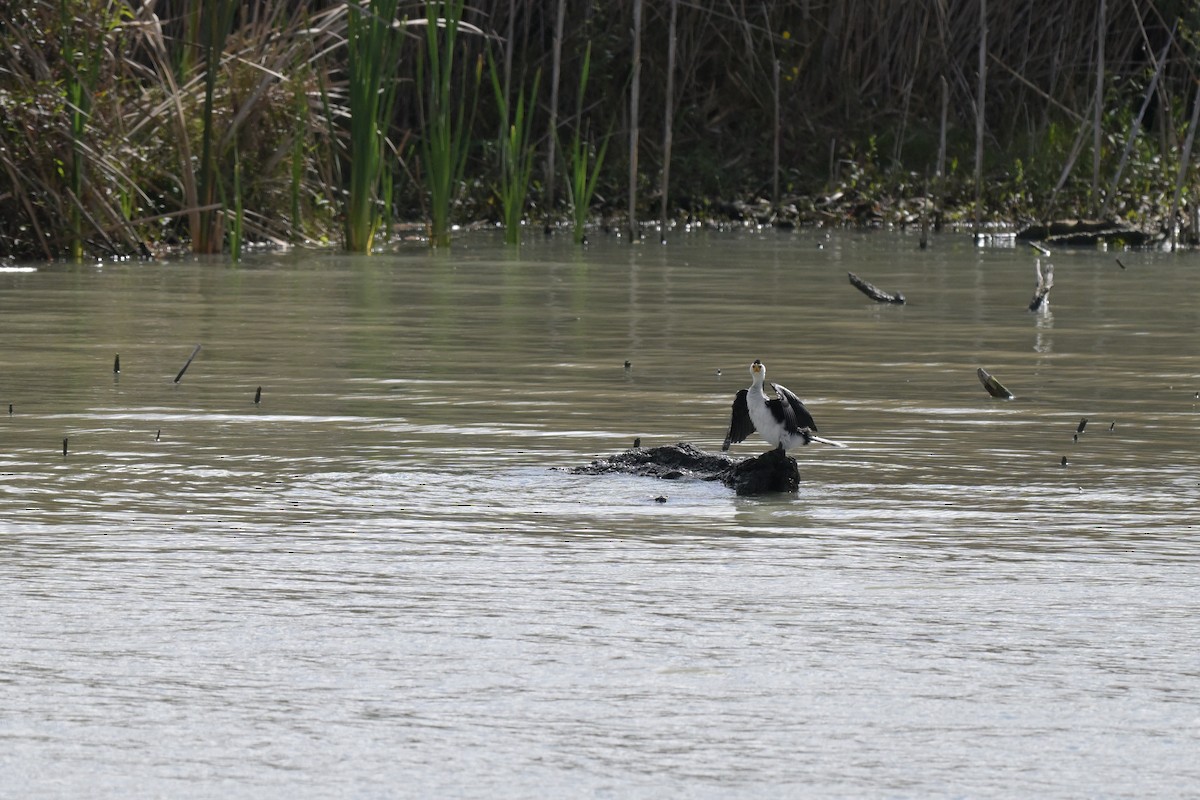 Little Pied Cormorant - ML623658386