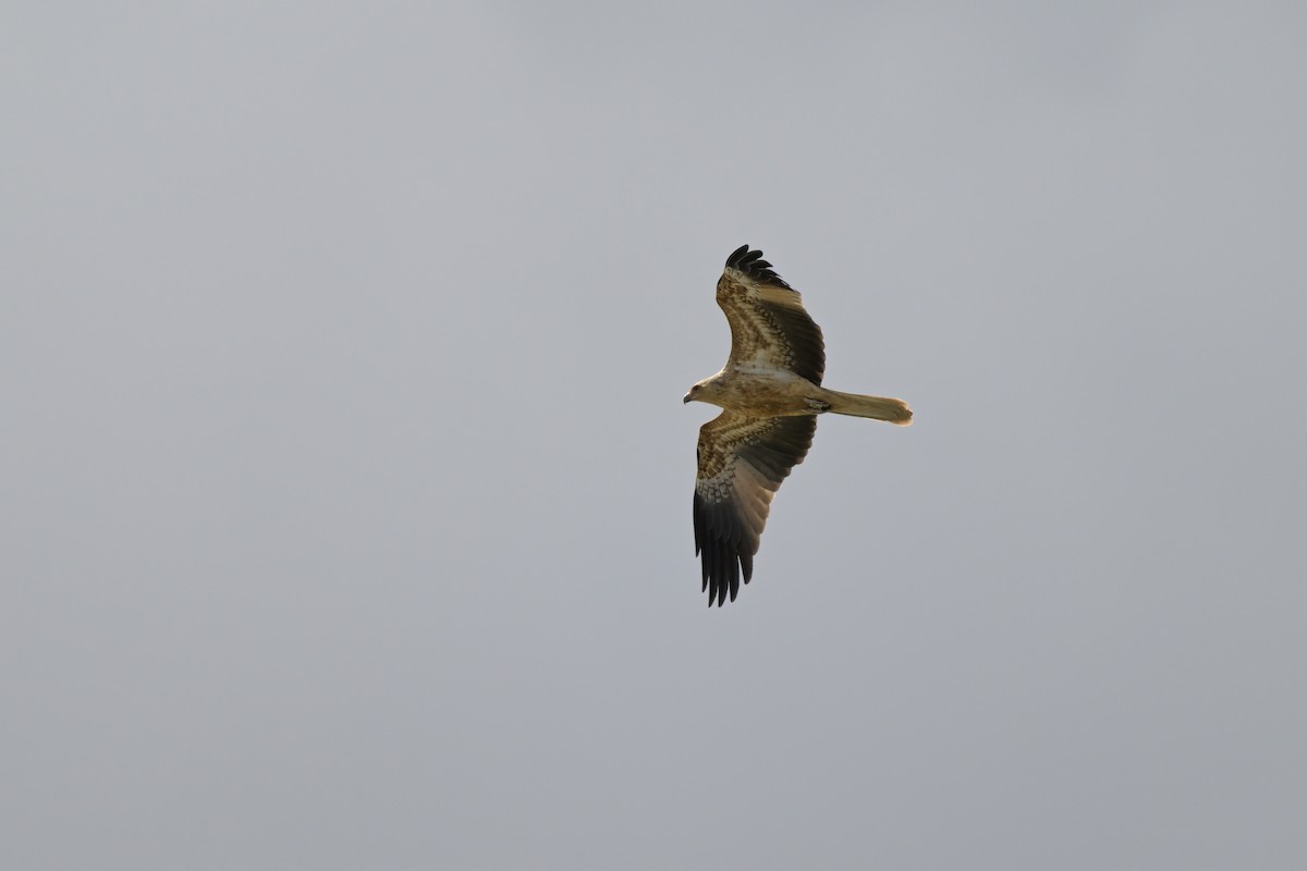 Whistling Kite - ML623658390