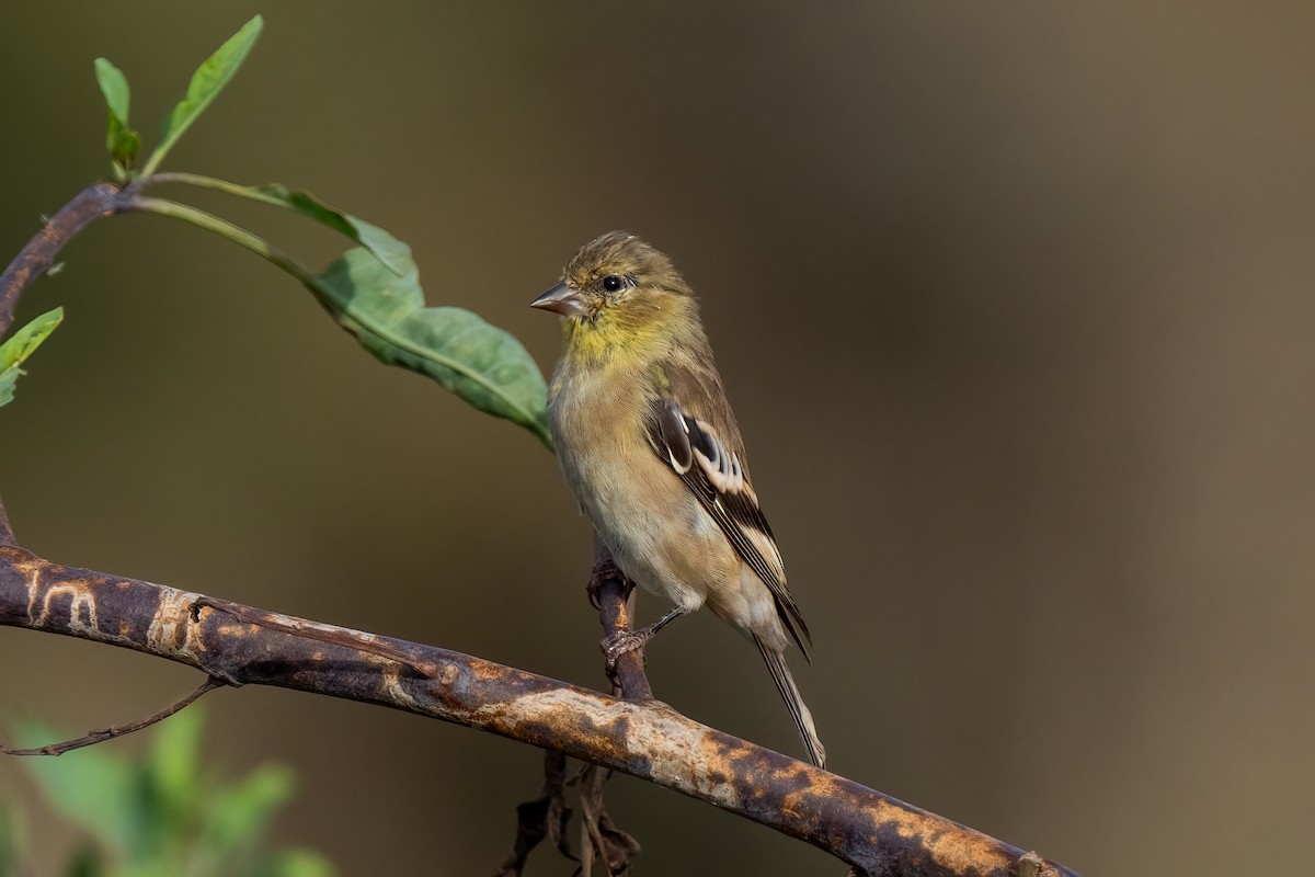 American Goldfinch - ML623658403