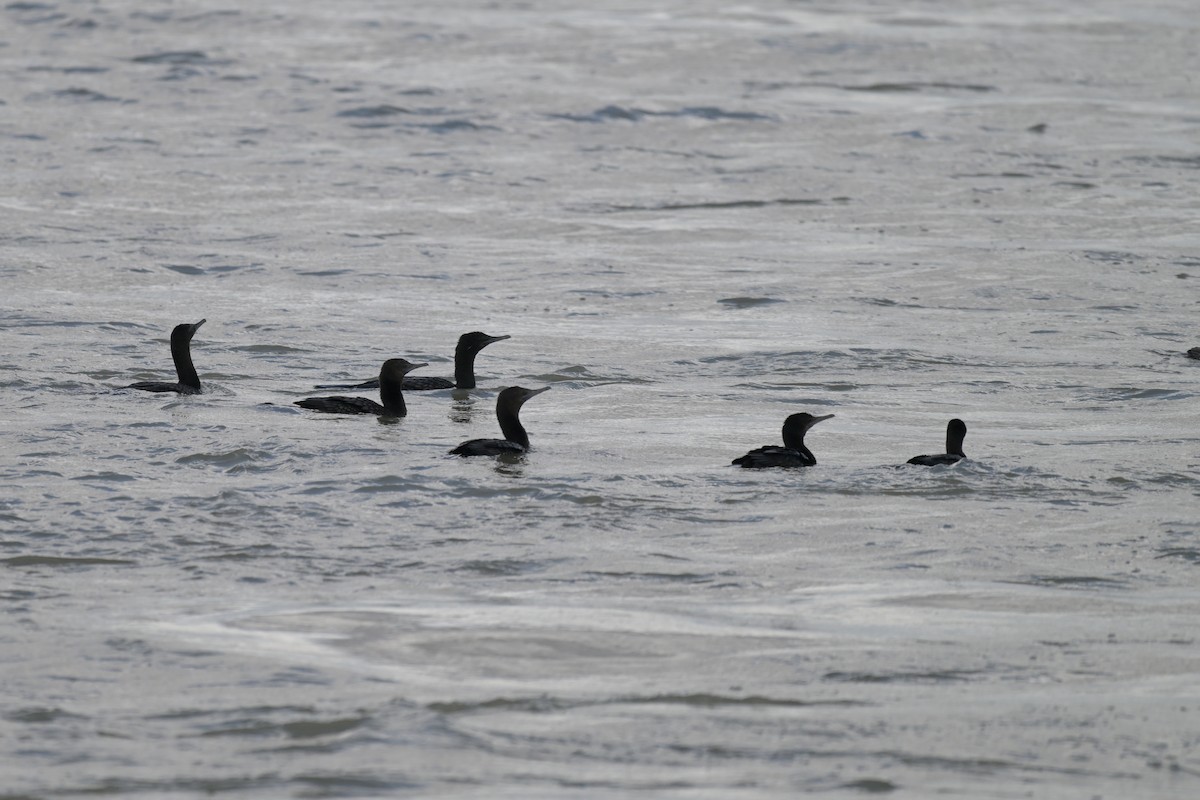 Little Black Cormorant - ML623658414