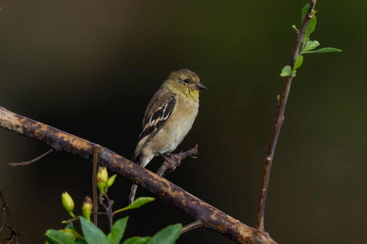 American Goldfinch - Andrea C