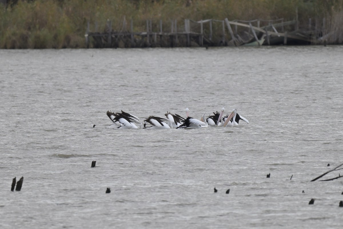 Australian Pelican - ML623658422