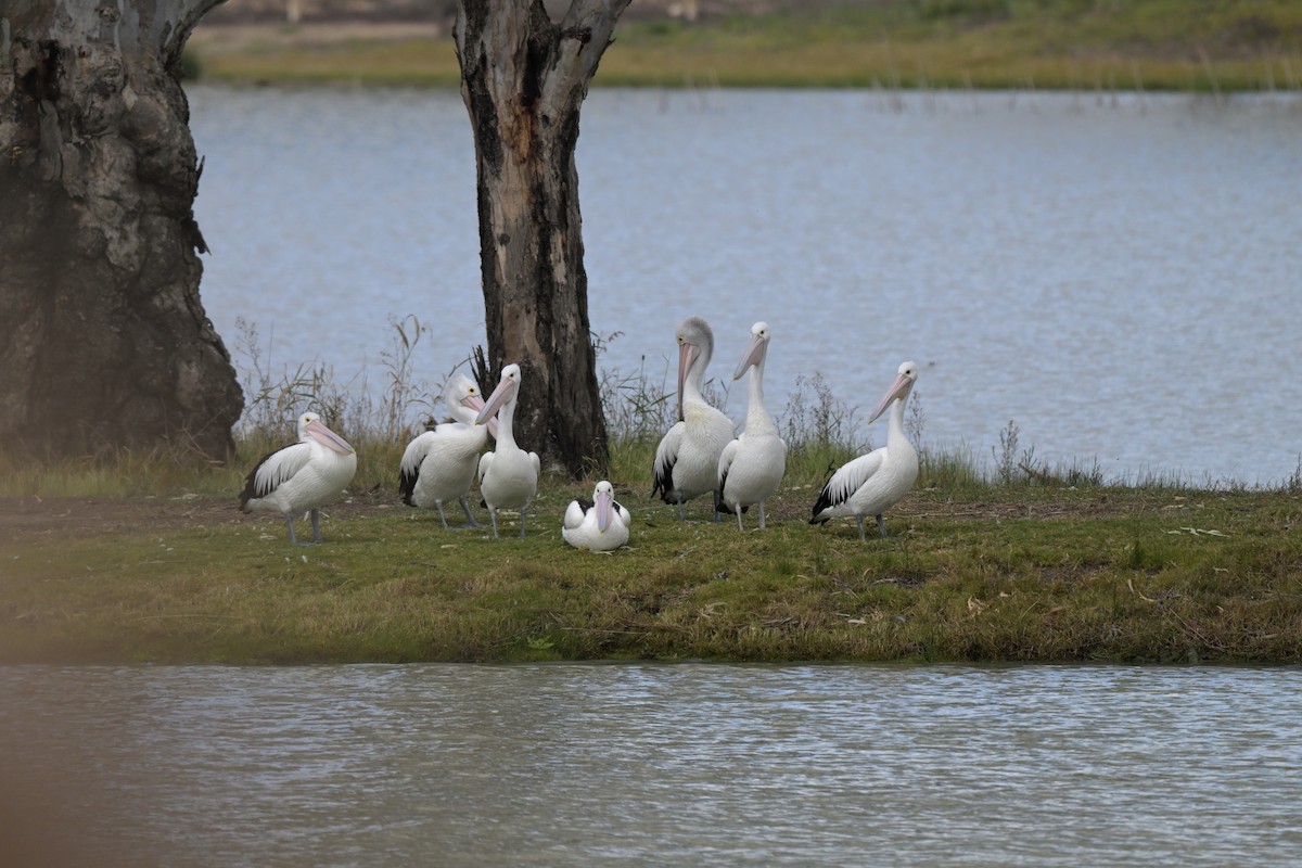 Australian Pelican - ML623658424