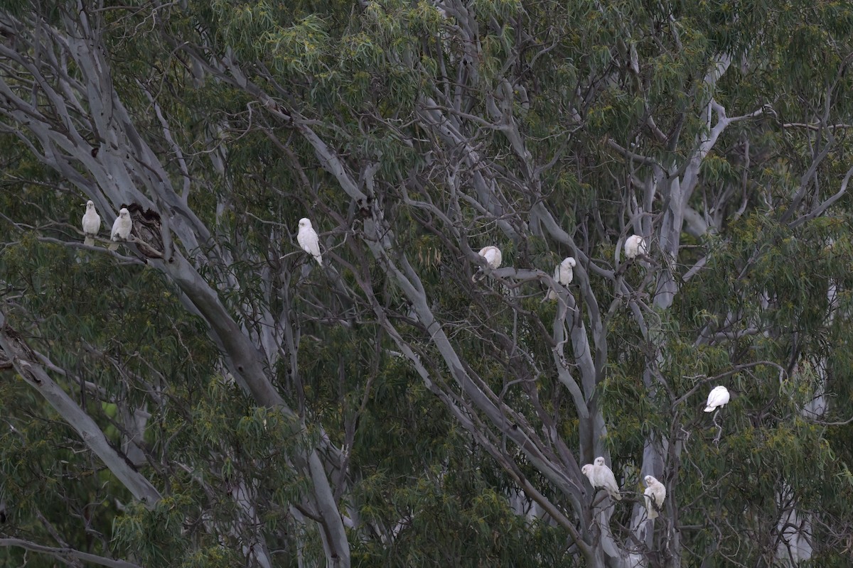 Little Corella - ML623658431