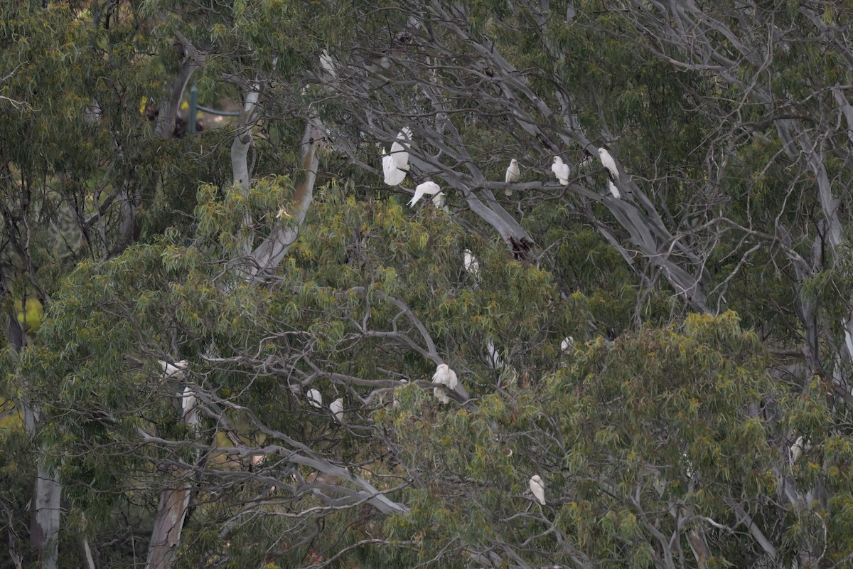 Little Corella - ML623658434