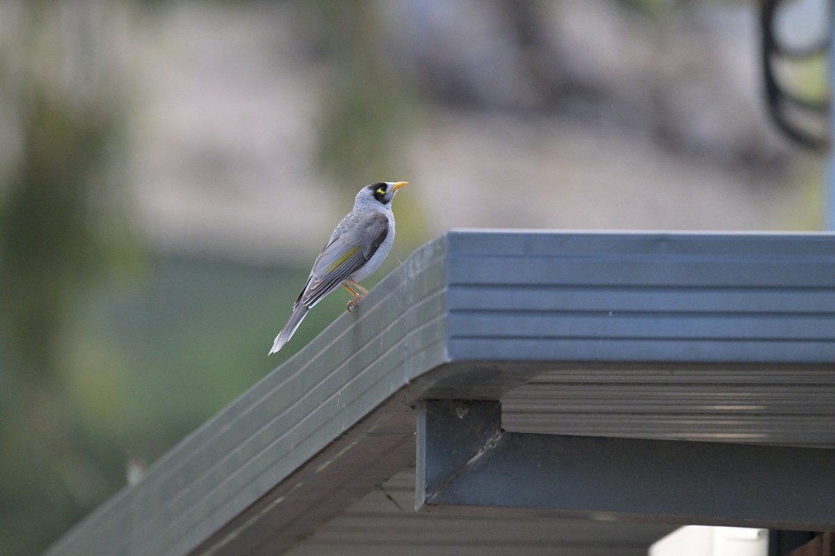 Noisy Miner - ML623658438