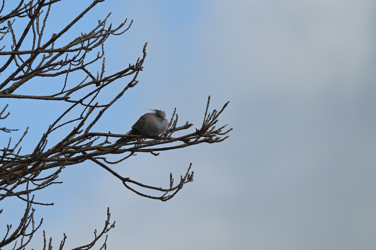 Crested Pigeon - ML623658444