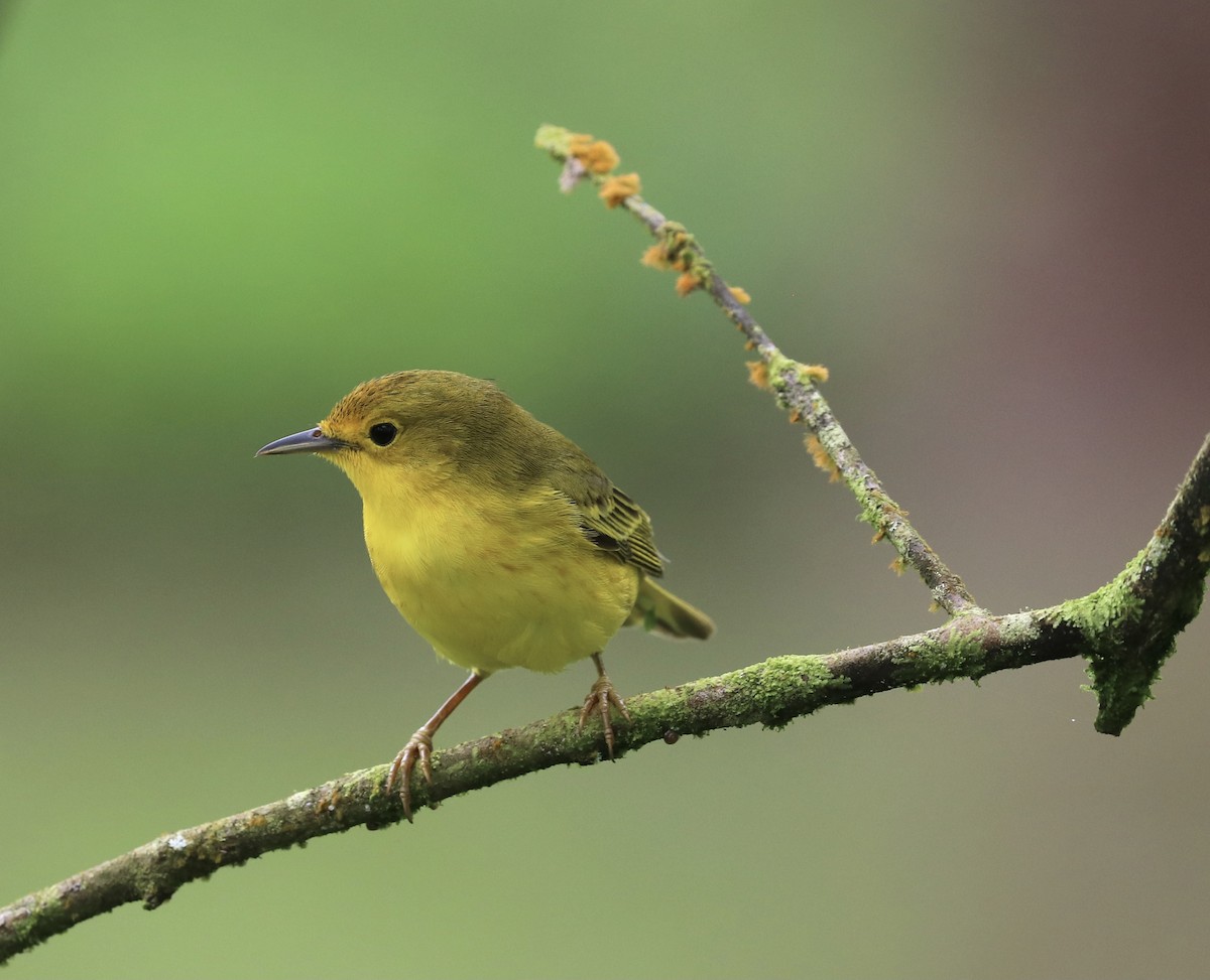 Yellow Warbler - ML623658454