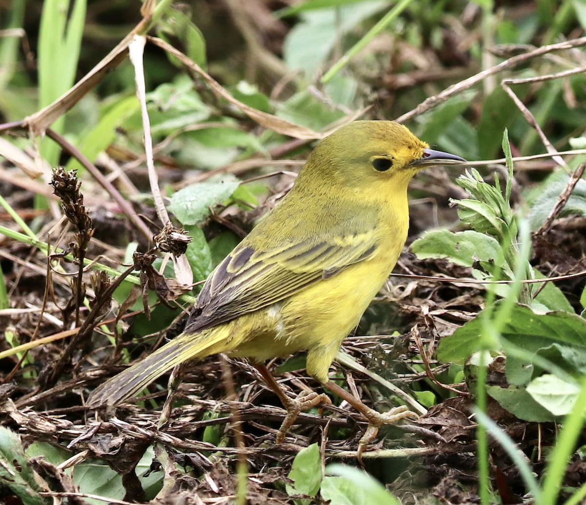 Yellow Warbler - ML623658455