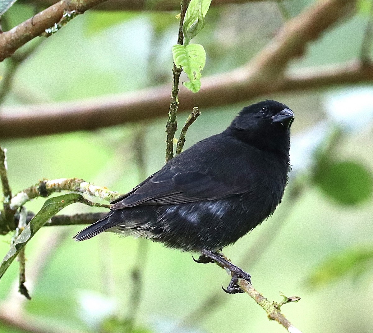 Common Cactus-Finch - ML623658464