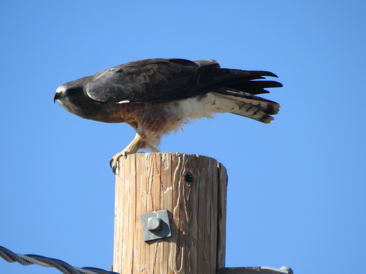 Swainson's Hawk - ML623658467