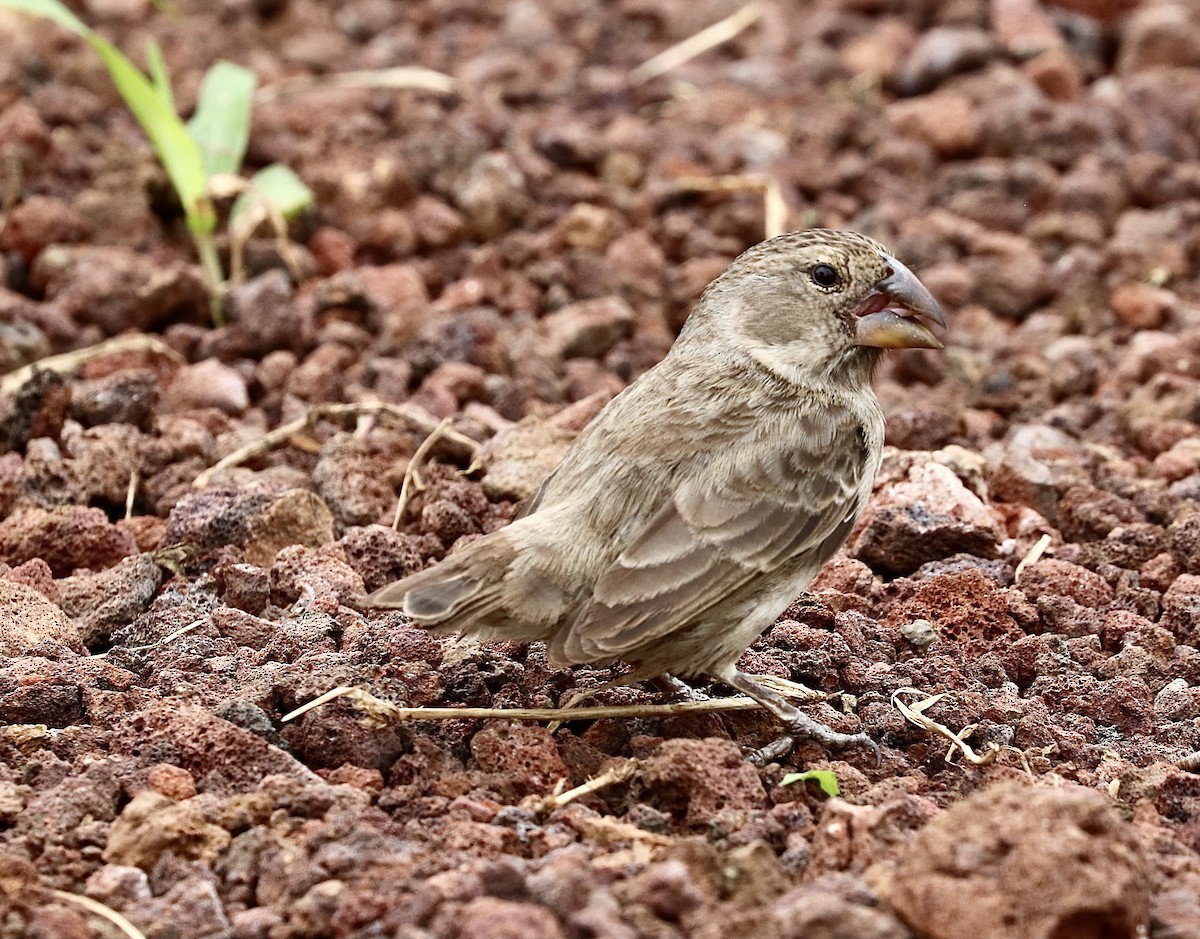 Large Ground-Finch - ML623658471