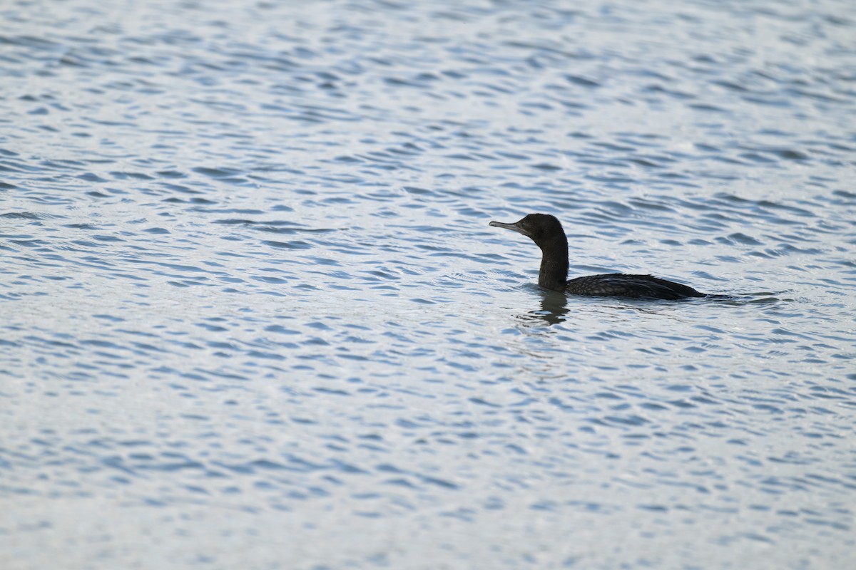 Little Black Cormorant - ML623658483