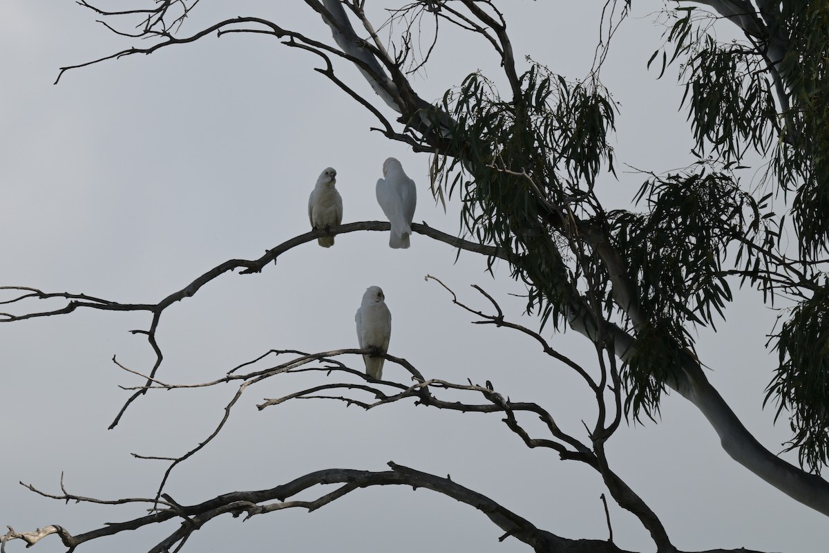 Little Corella - ML623658487