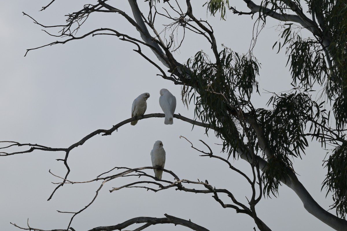 Little Corella - ML623658488