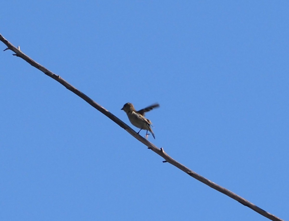 Oak Titmouse - ML623658493