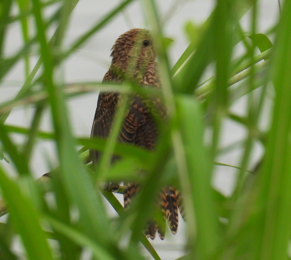 Plaintive Cuckoo - ML623658497