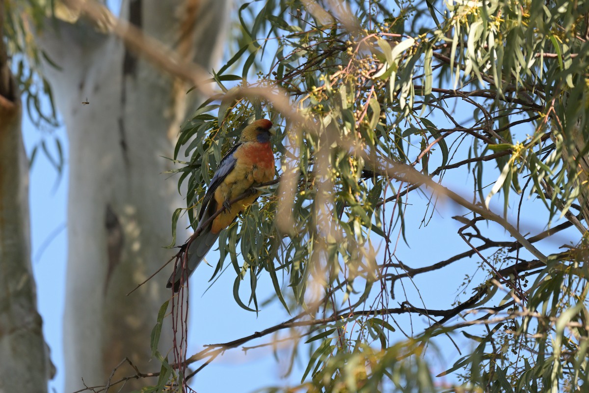 Crimson Rosella - Ken Crawley