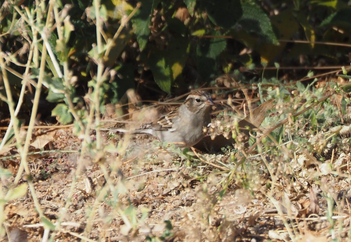 Chipping Sparrow - ML623658533