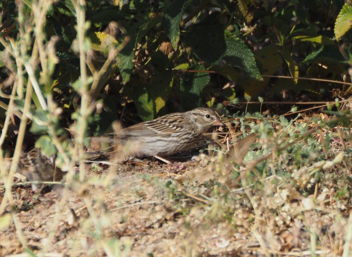 Chipping Sparrow - ML623658534