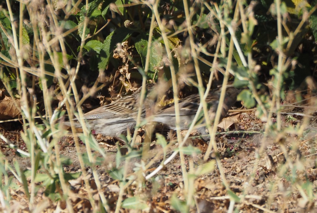 Chipping Sparrow - ML623658536