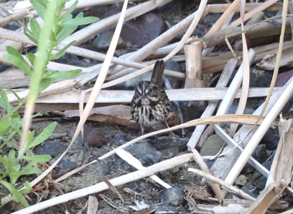 Song Sparrow - ML623658539