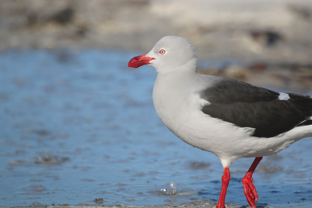 Dolphin Gull - ML623658553