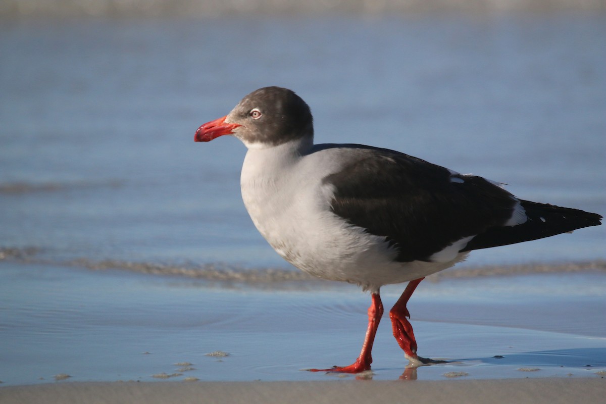 Dolphin Gull - ML623658554