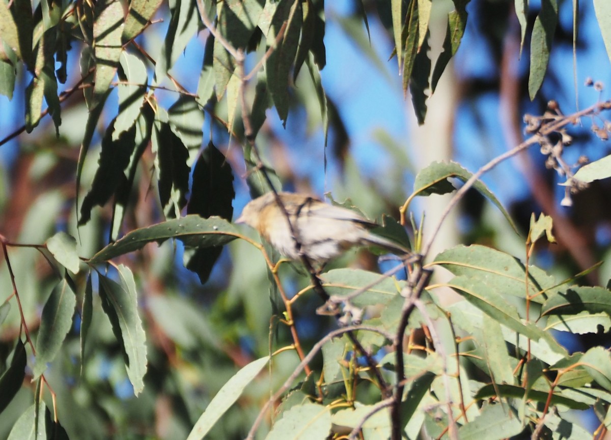 Lazuli Bunting - ML623658558